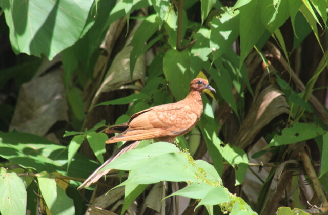 Enggano Cuckoo-Dove