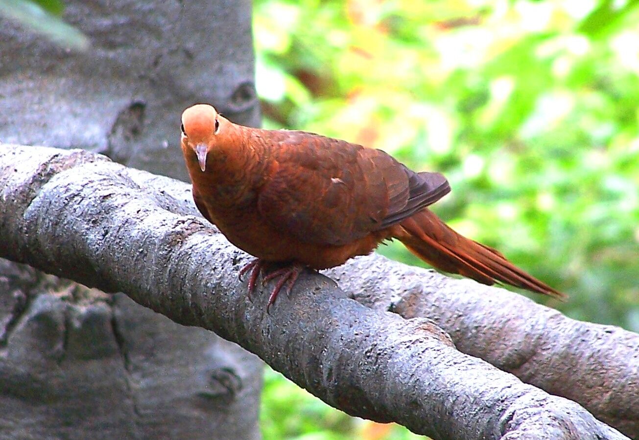 Ruddy Cuckoo-Dove