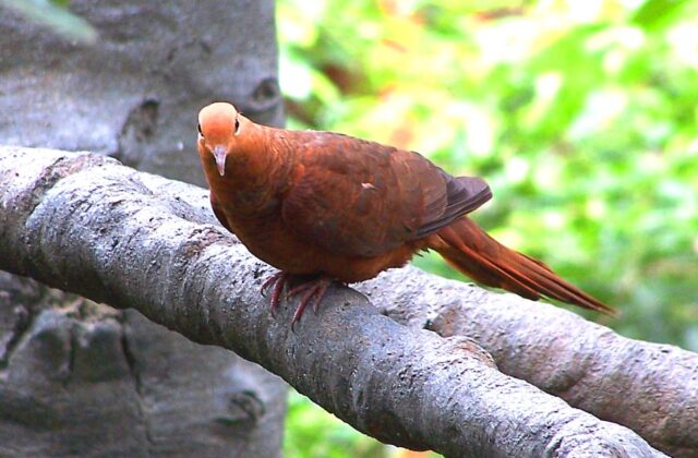 Ruddy Cuckoo-Dove