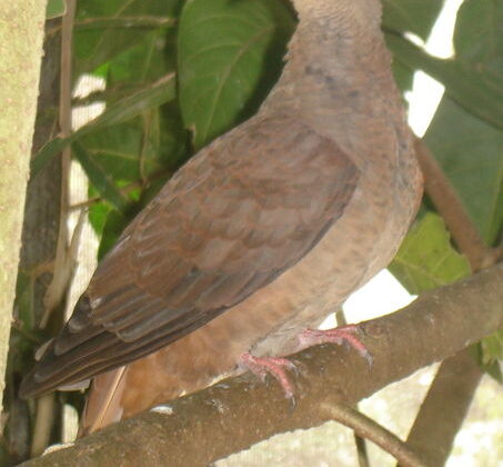 Brown Cuckoo-Dove