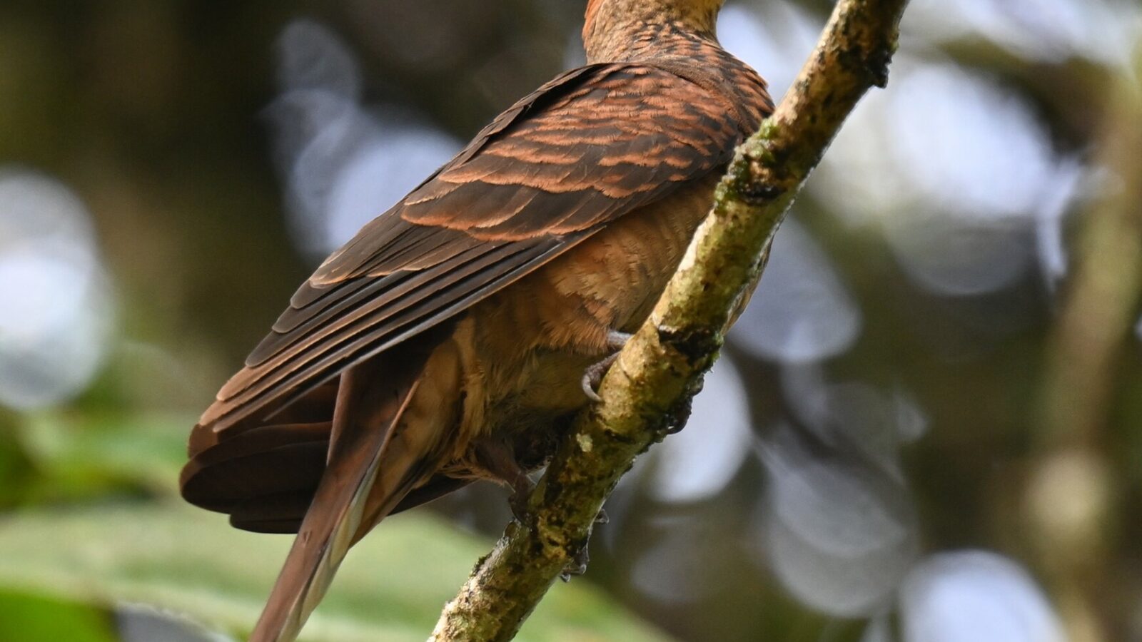 Little Cuckoo-Dove