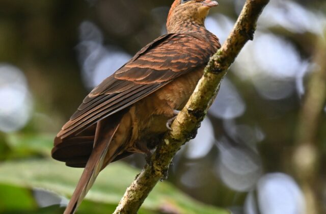Little Cuckoo-Dove