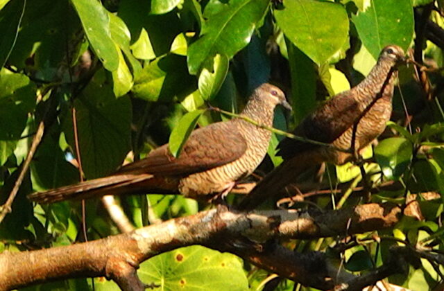 Tanimbar Cuckoo-Dove