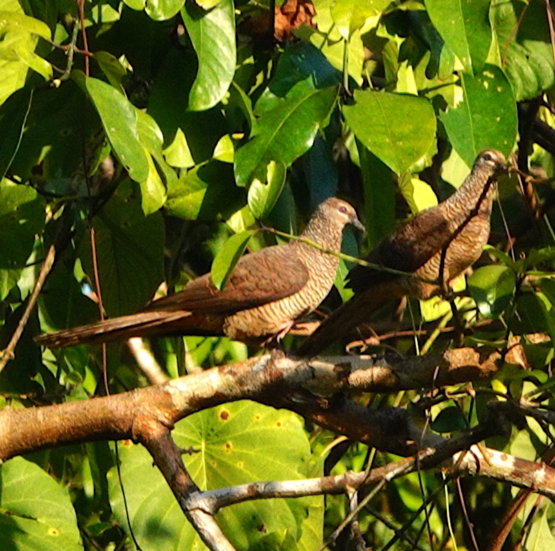 Tanimbar Cuckoo-Dove