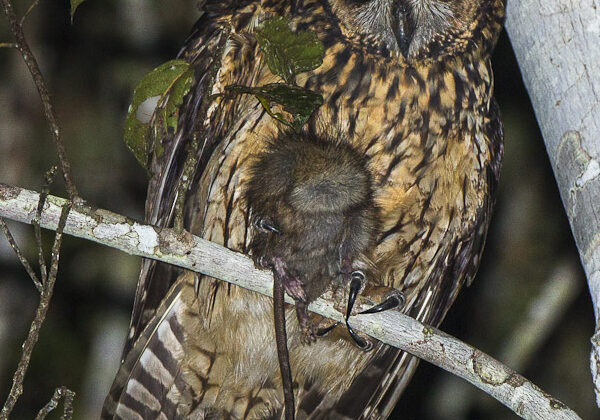 Madagascar Owl