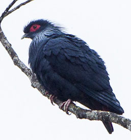 Madagascar Blue Pigeon