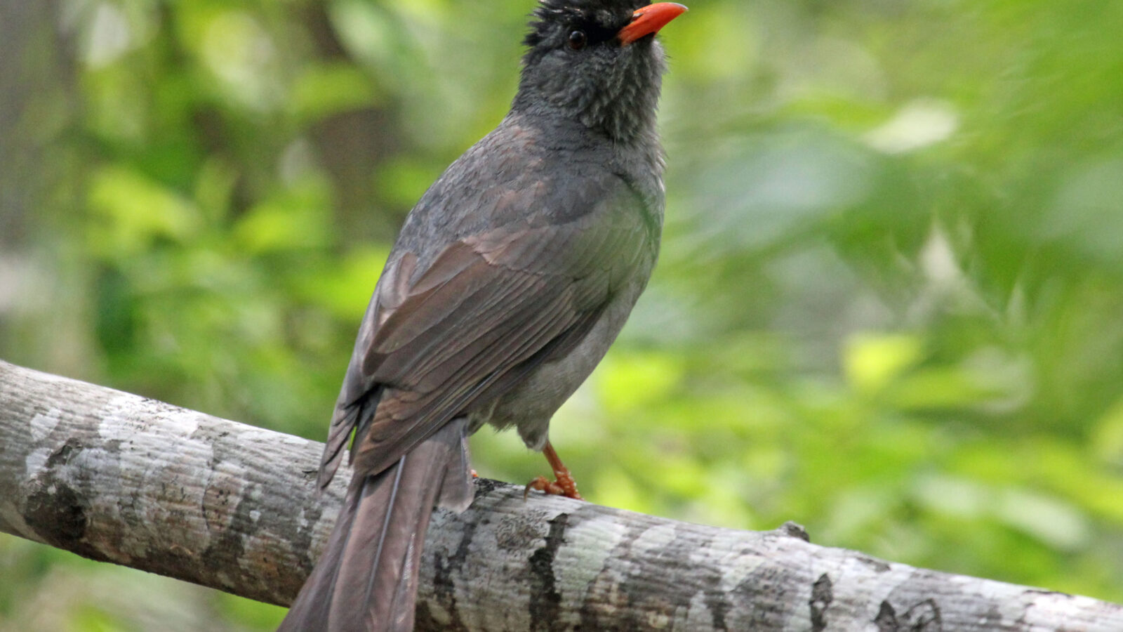 Malagasy Bulbul