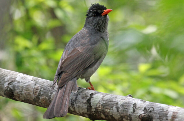 Malagasy Bulbul