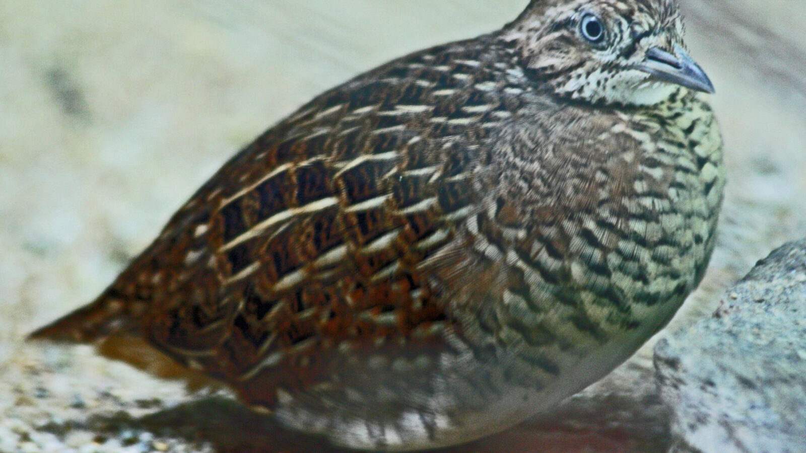 Madagascar Buttonquail