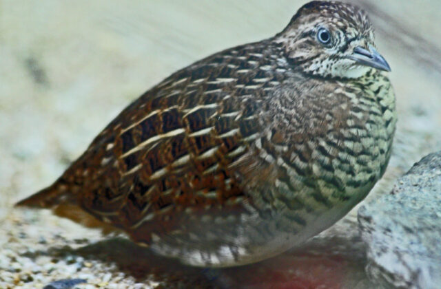 Madagascar Buttonquail