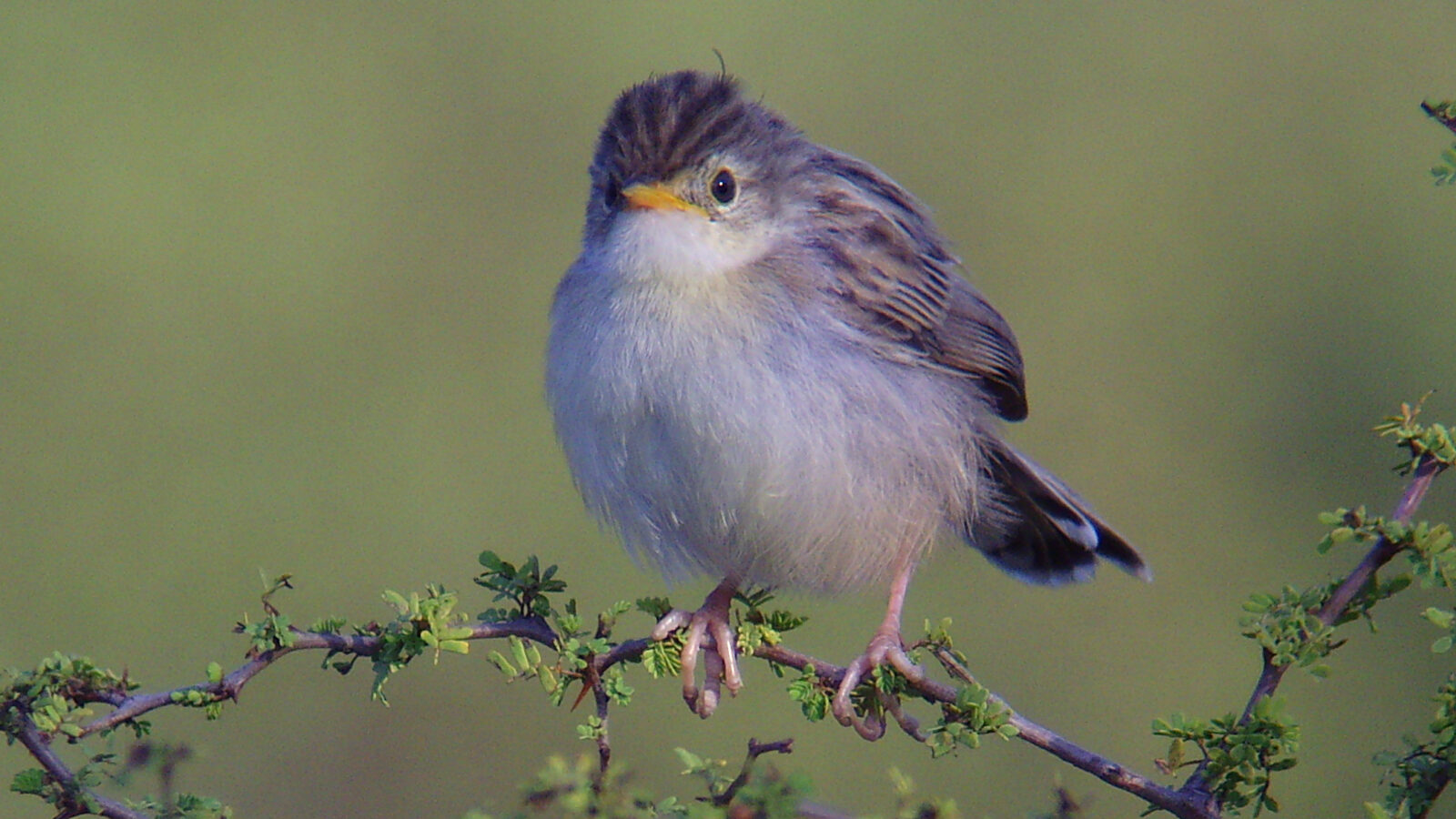 Madagascar Cisticola