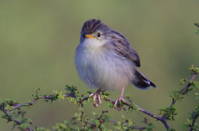 Madagascar Cisticola