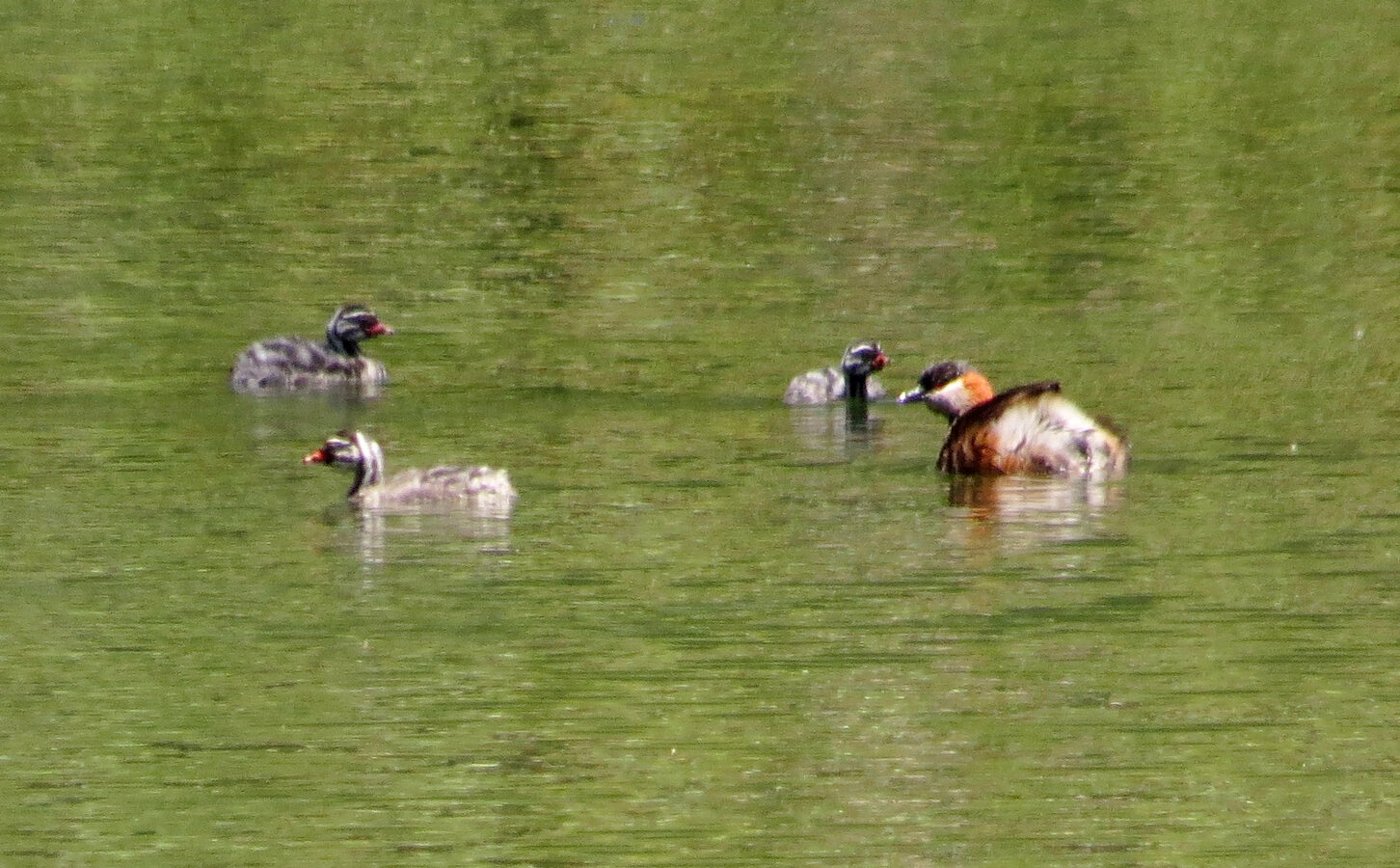 Madagascar Grebe