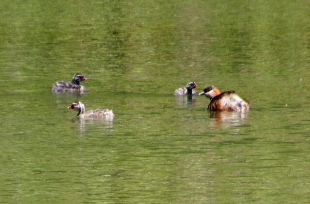 Madagascar Grebe