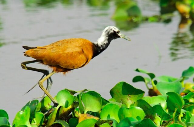 Madagascar Jacana
