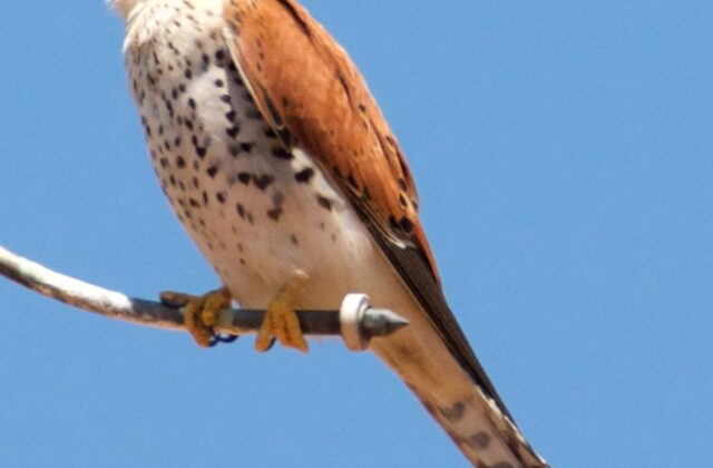 Malagasy Kestrel