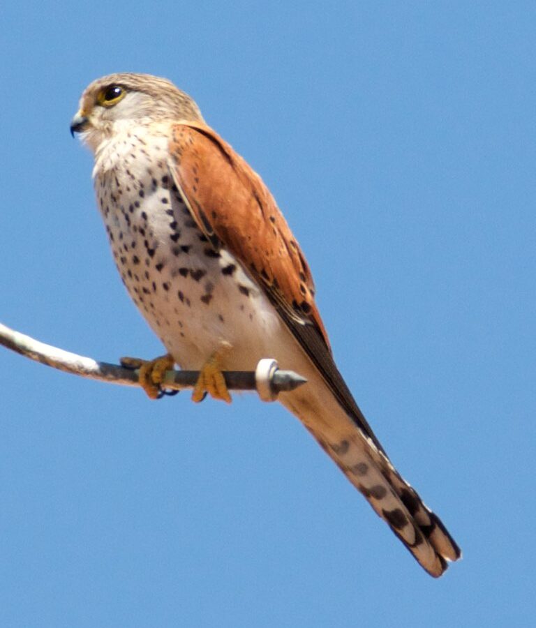Malagasy Kestrel