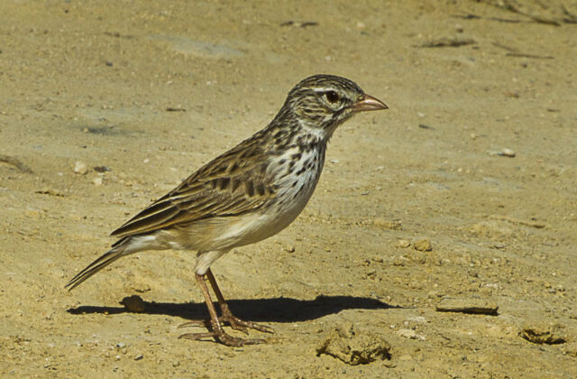 Madagascar Lark