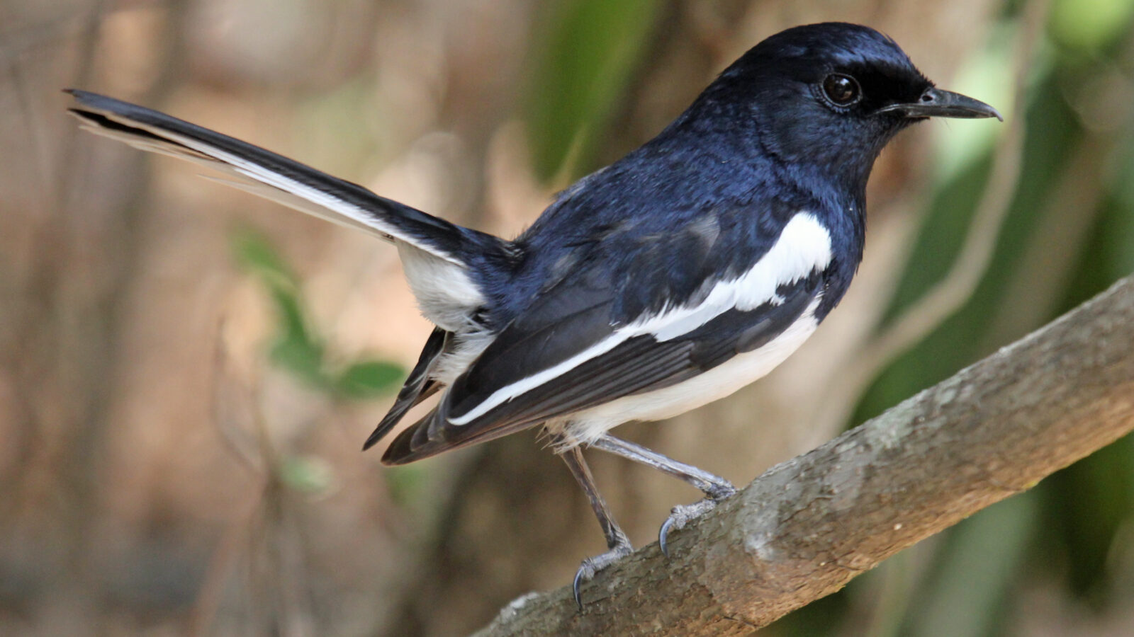 Madagascar Magpie-Robin