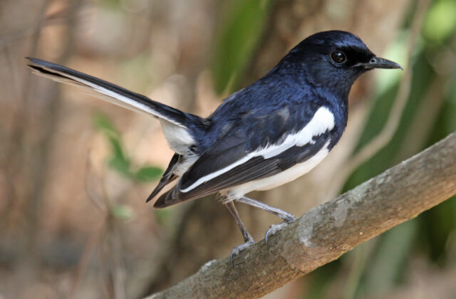 Madagascar Magpie-Robin