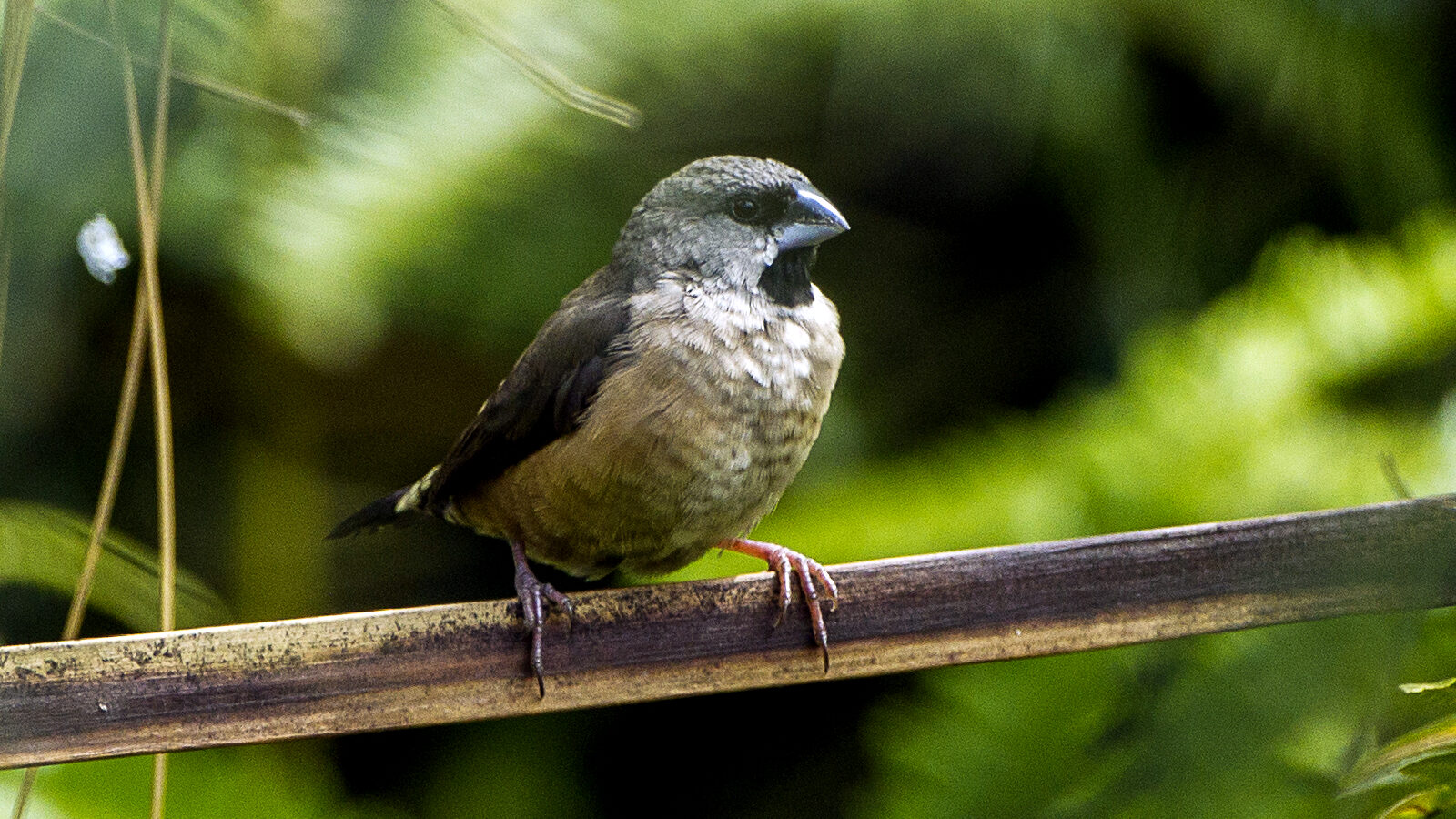 Madagascar Mannikin