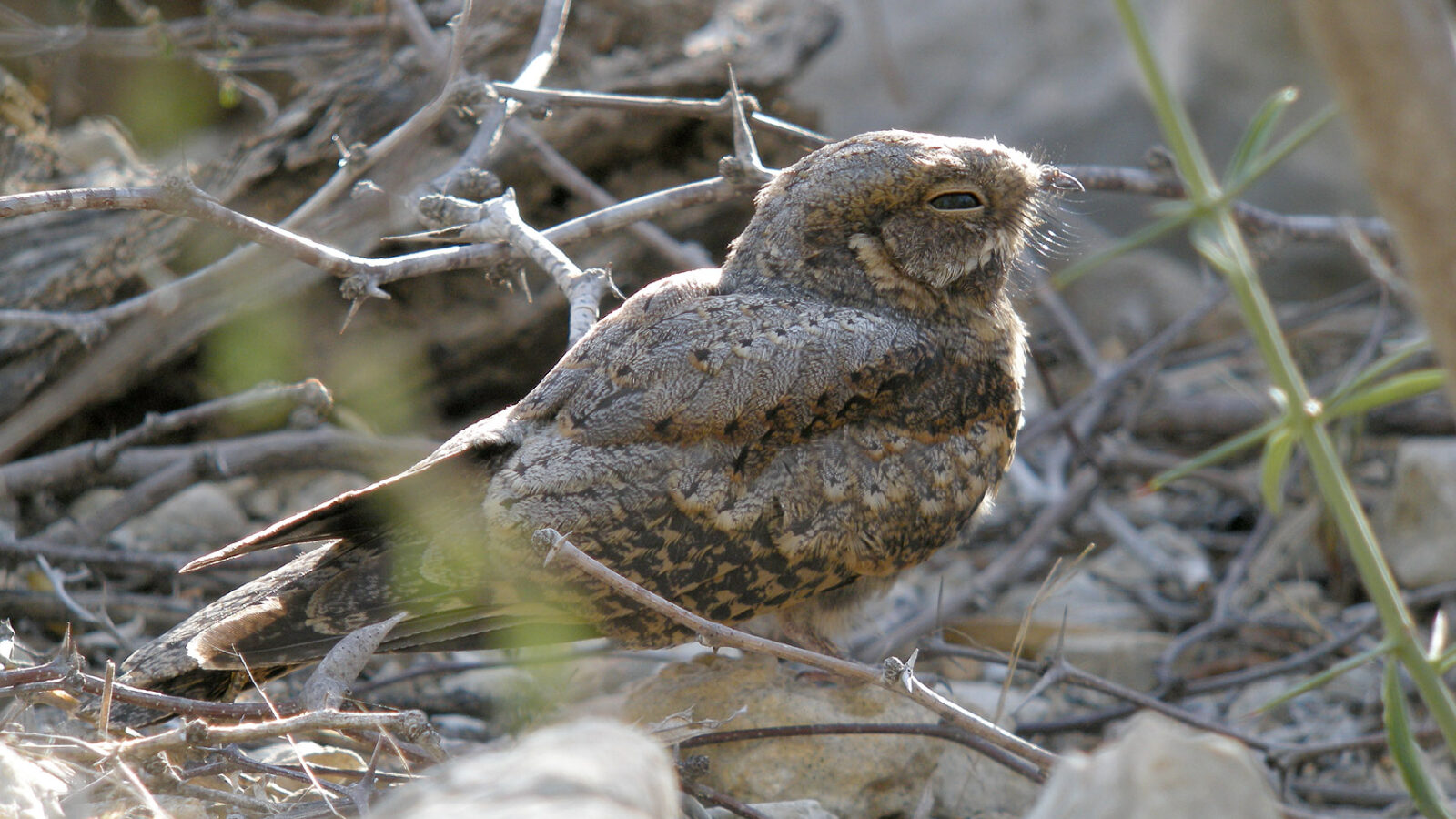 Madagascar Nightjar