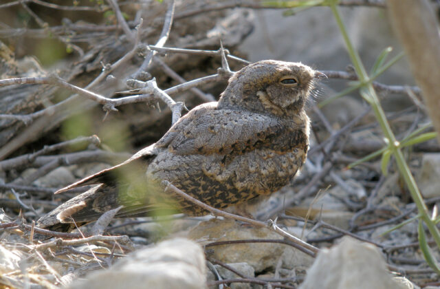 Madagascar Nightjar