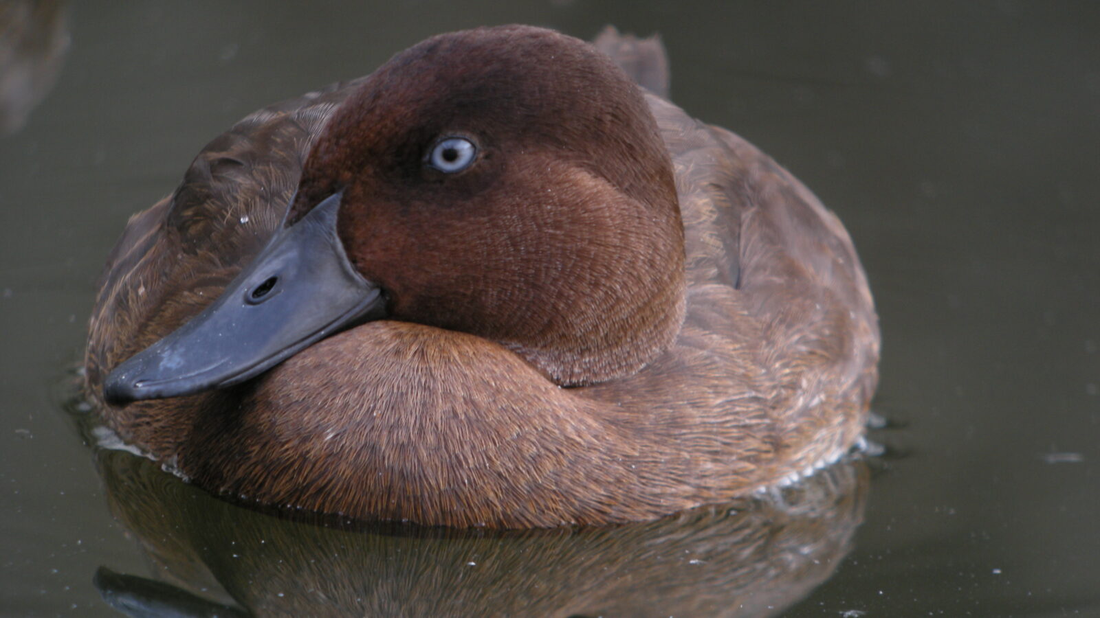 Madagascar Pochard