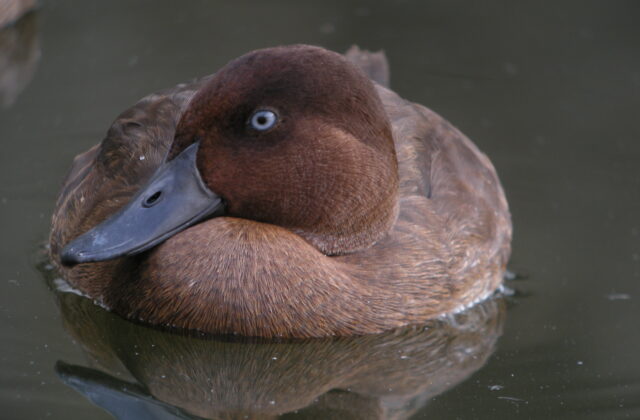 Madagascar Pochard