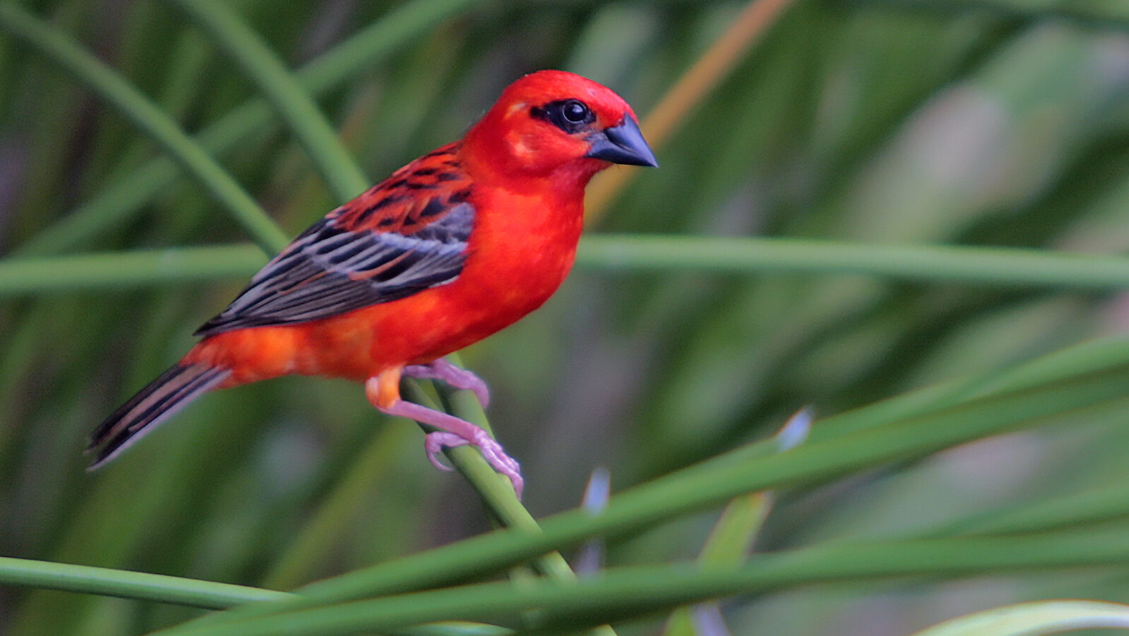 Red Fody