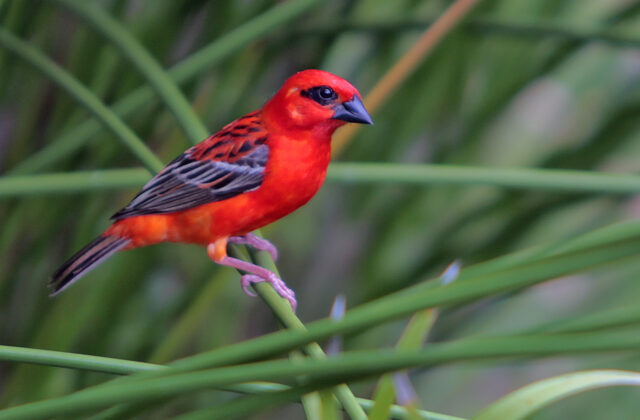 Red Fody