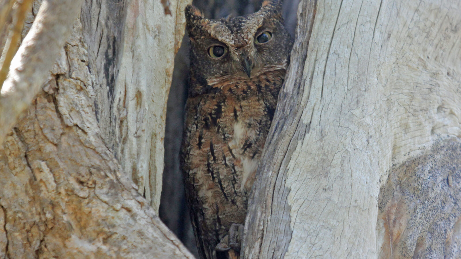 Rainforest Scops Owl
