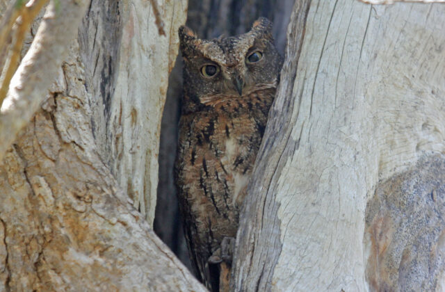 Rainforest Scops Owl
