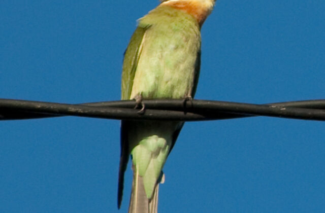 Olive Bee-eater