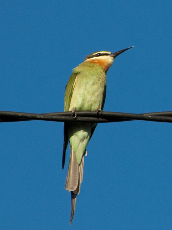Olive Bee-eater