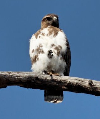 Madagascar Buzzard
