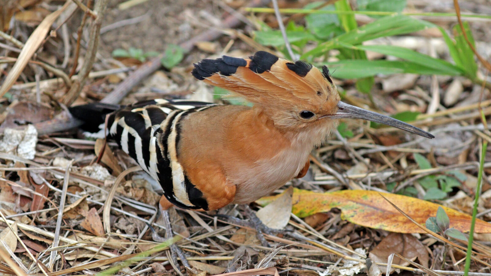 Madagascar Hoopoe