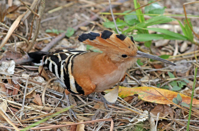 Madagascar Hoopoe