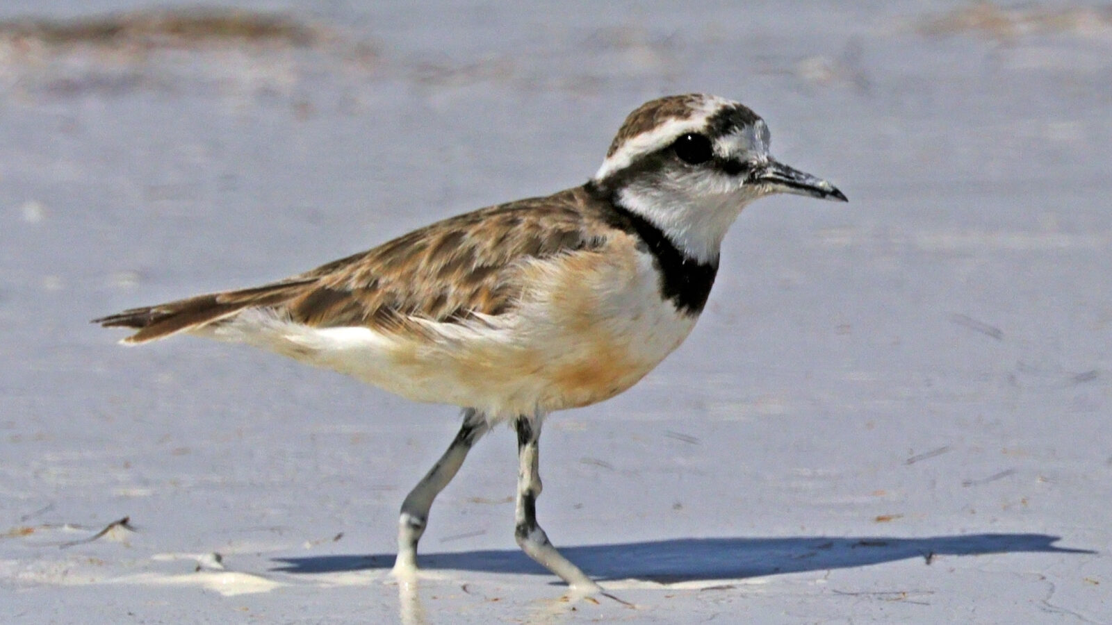 Madagascar Plover