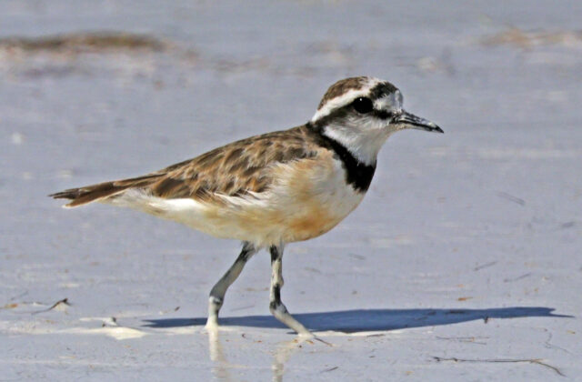 Madagascar Plover