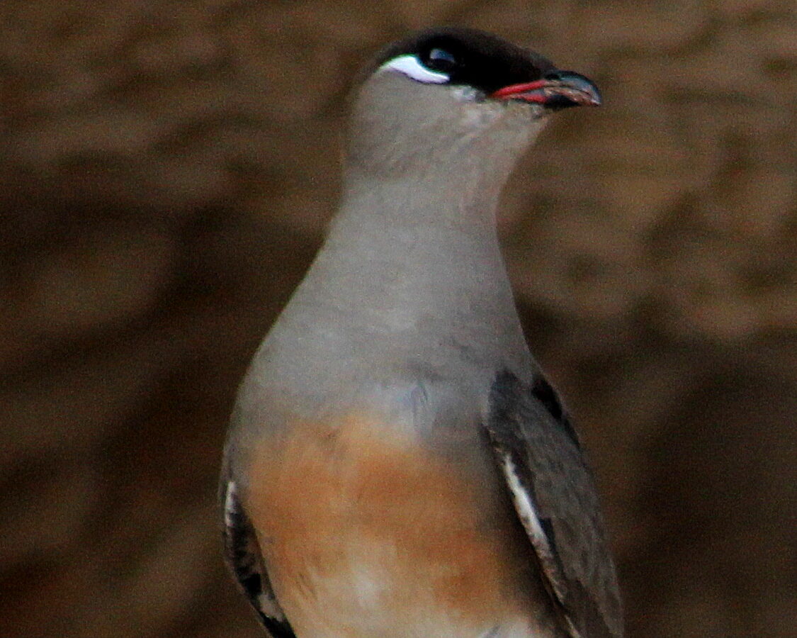 Madagascar Pratincole