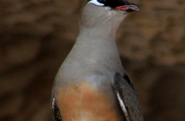 Madagascar Pratincole