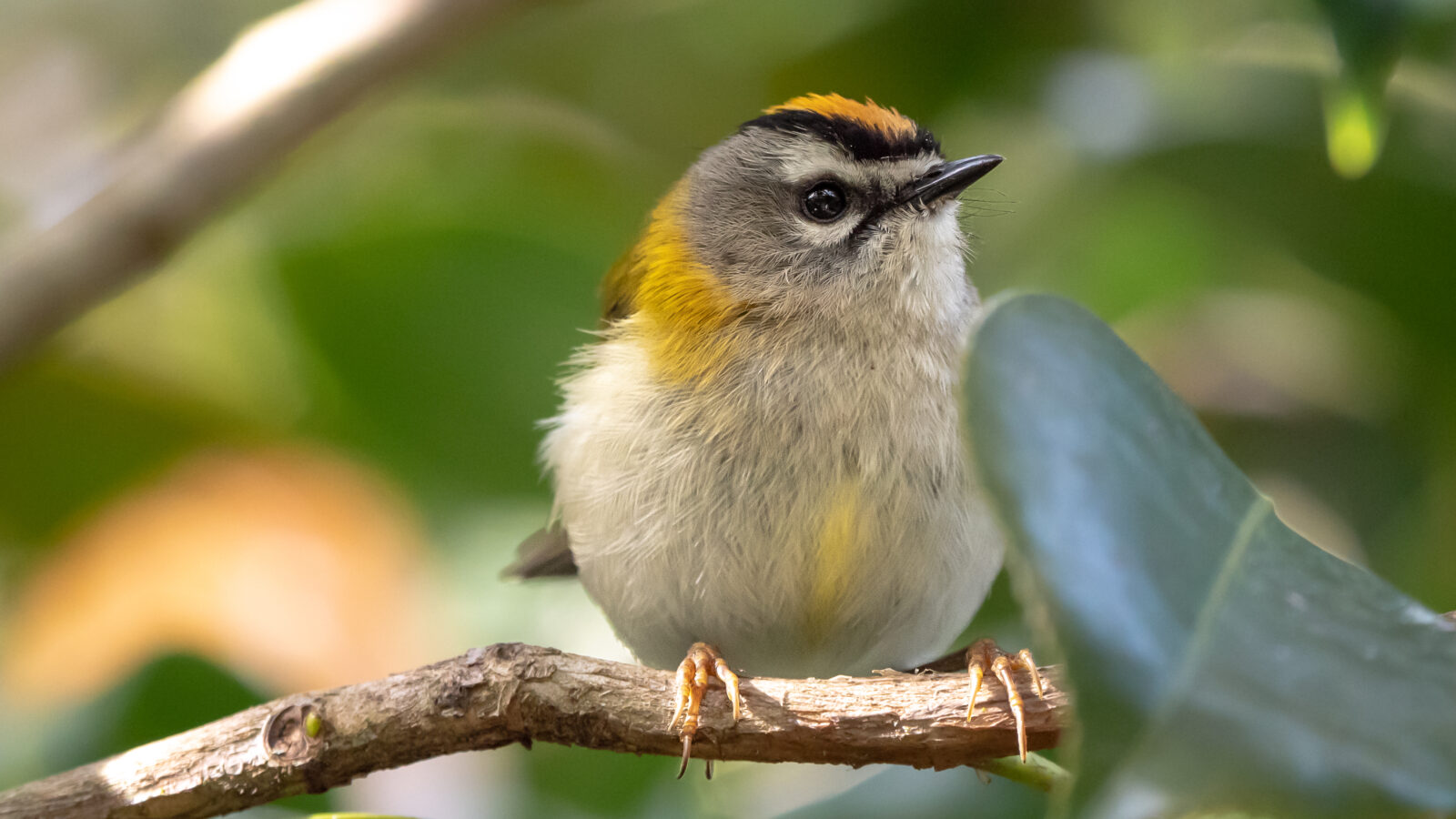 Madeira Firecrest