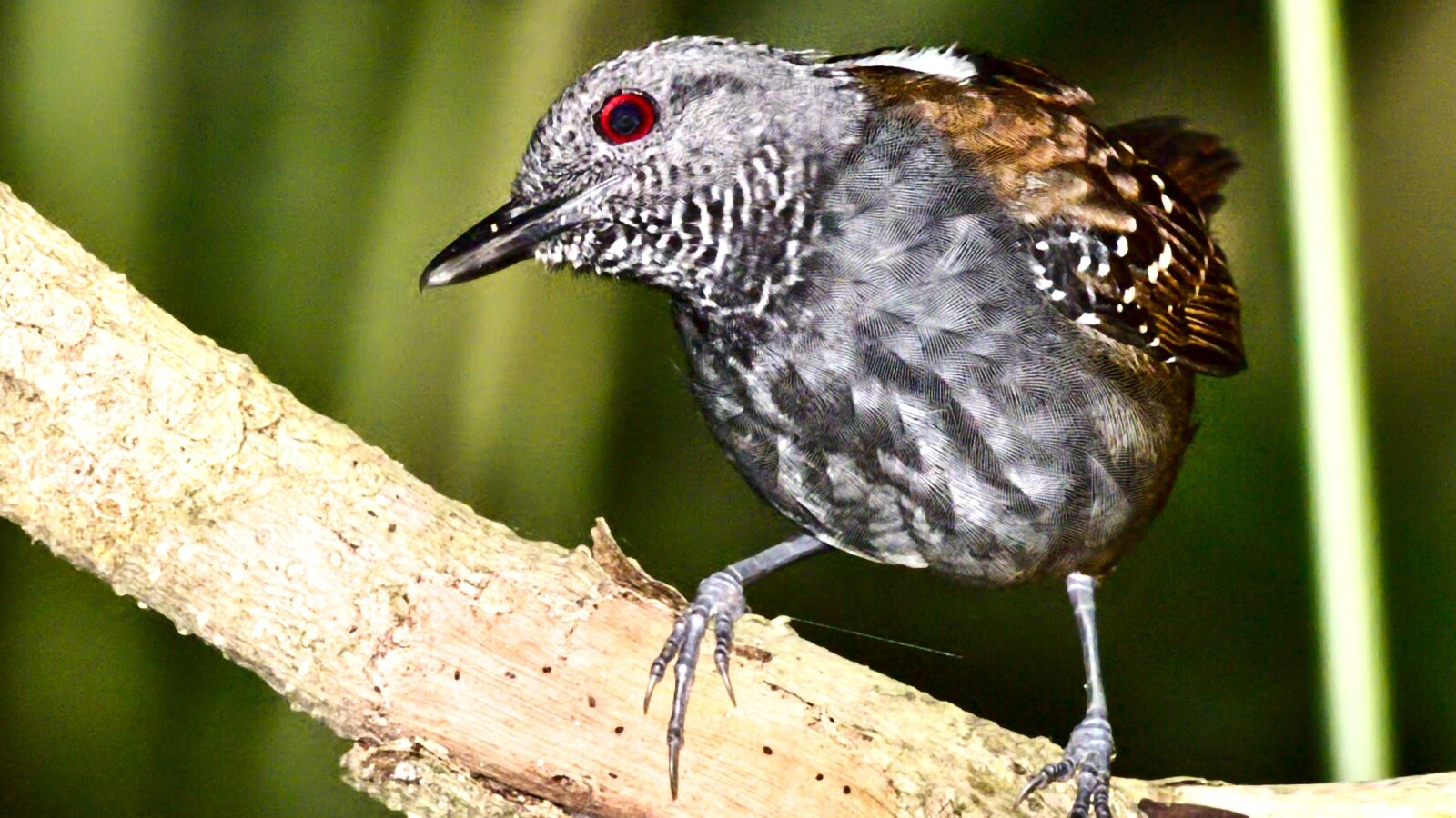 Magdalena Antbird