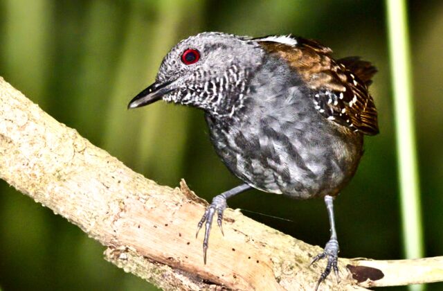 Magdalena Antbird