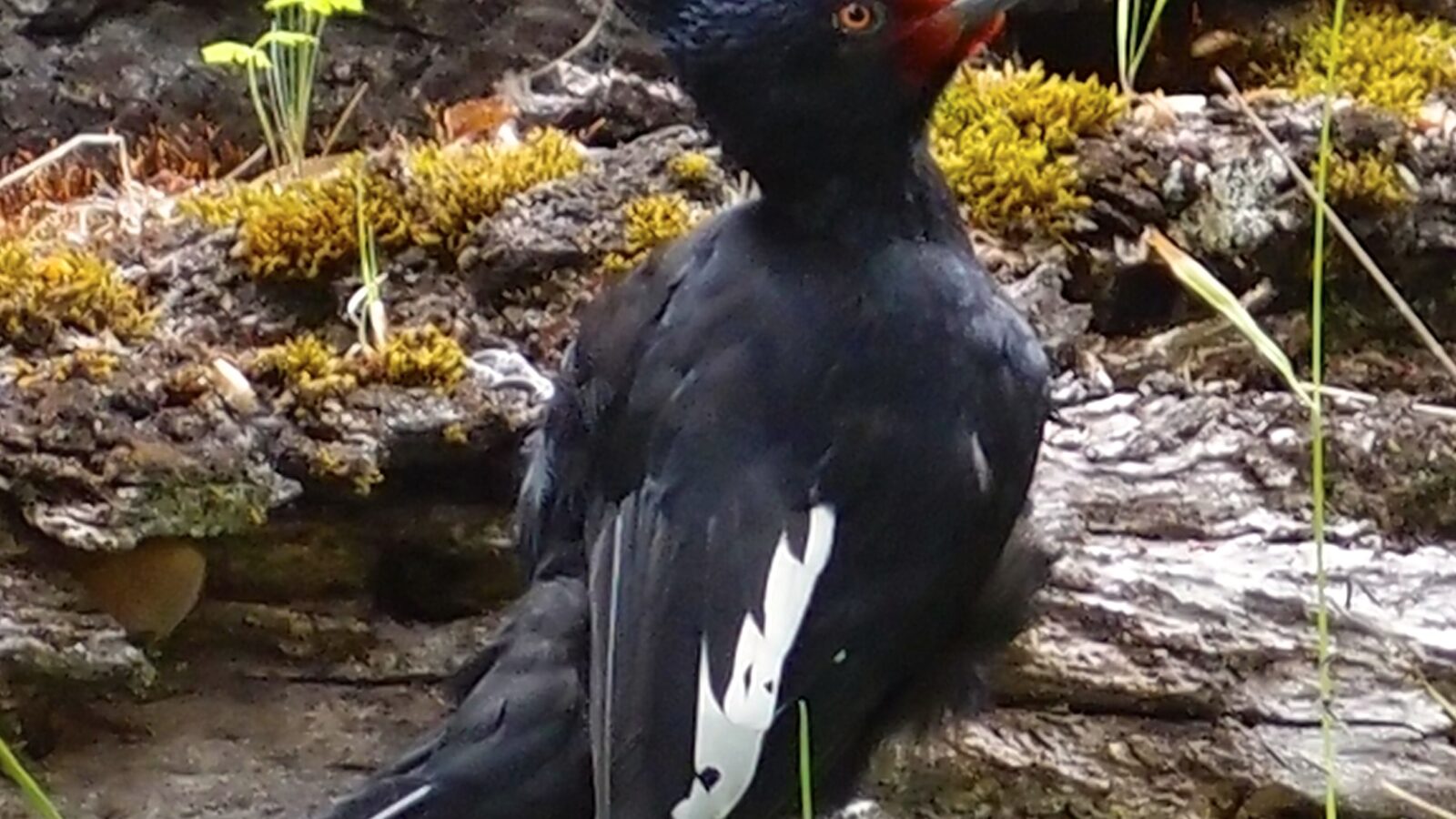 Magellanic Woodpecker