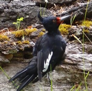 Magellanic Woodpecker