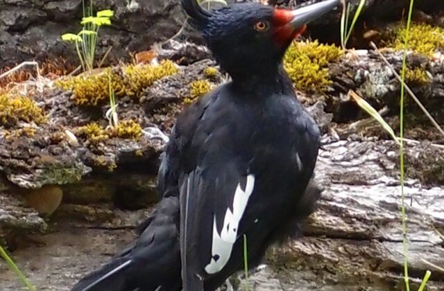Magellanic Woodpecker