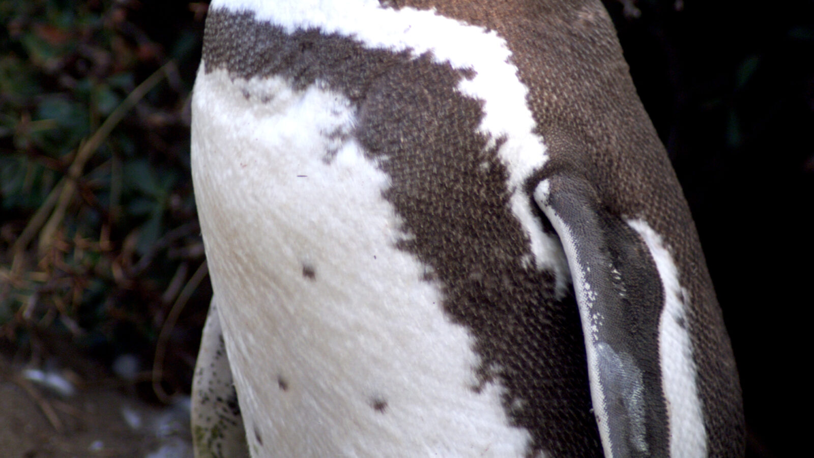 Magellanic Penguin