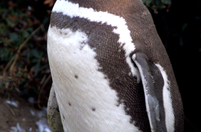 Magellanic Penguin
